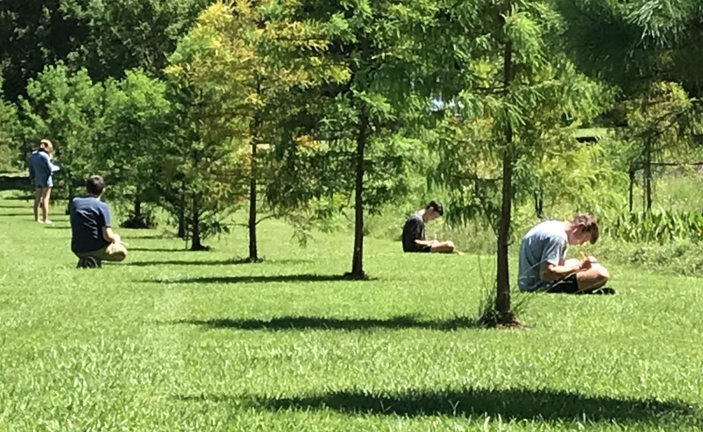 students sitting under young trees