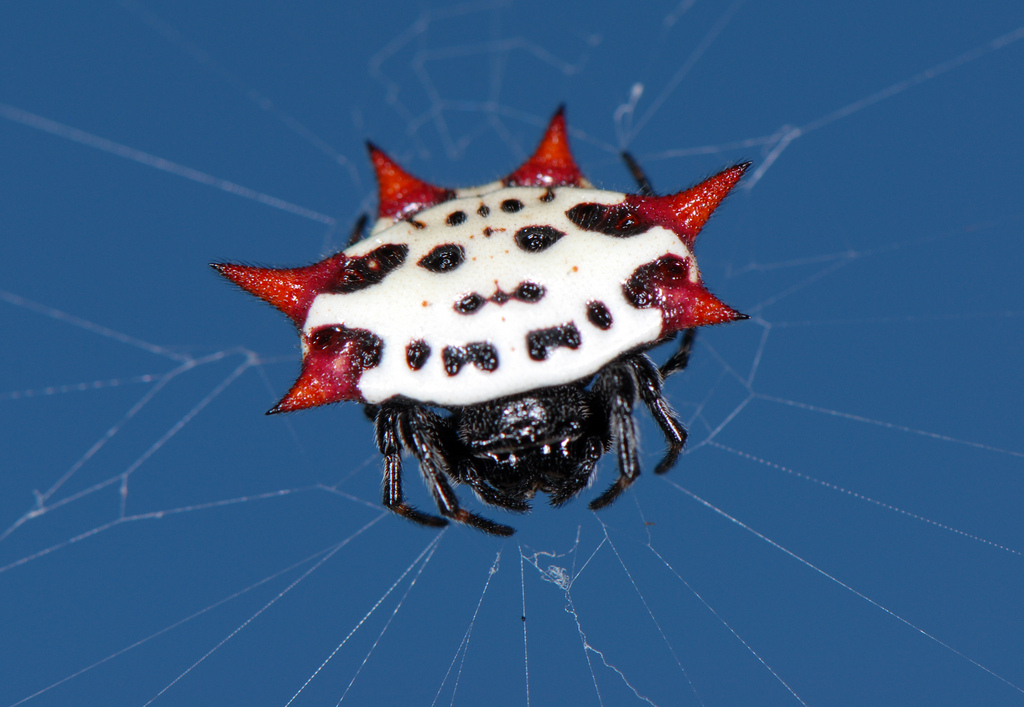 white spider with red spines