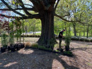 Elder Oak shading young trees in pots waiting to be planted